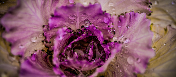 The Year of the Cabbage, Why the UK Is Falling Back in Love with a Humble Leaf