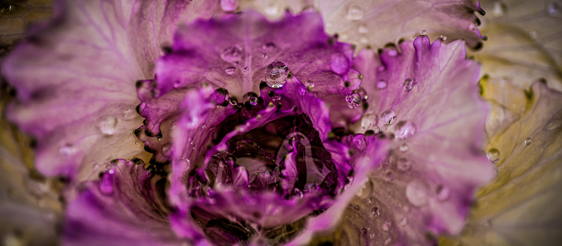 The Year of the Cabbage, Why the UK Is Falling Back in Love with a Humble Leaf