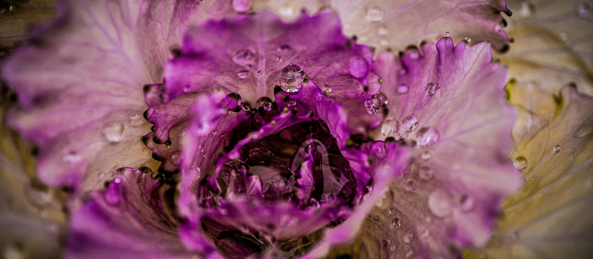 The Year of the Cabbage, Why the UK Is Falling Back in Love with a Humble Leaf