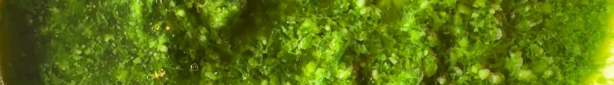 Fermented Sauce