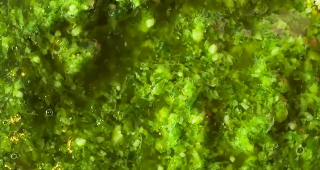 Fermented Sauce